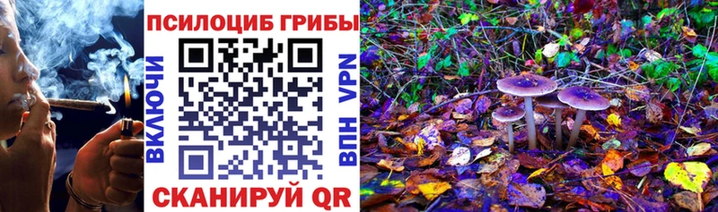 купить   Заполярный  Галлюциногенные грибы Psilocybine cubensis 